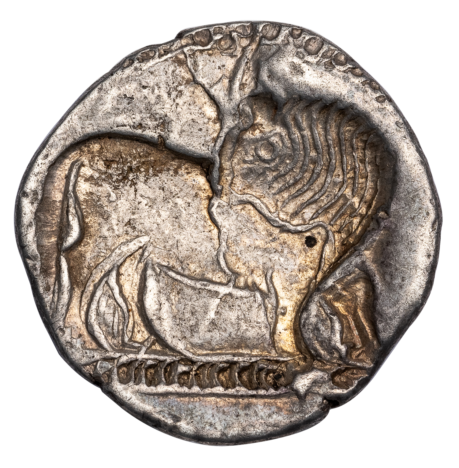 SYBARIS SILVER THIRD NOMOS - EX TKALEC & RAUCH 1986 SALE - XF NGC GRADED GREEK LUCANIA COIN (Inv. 19909) - Image 3